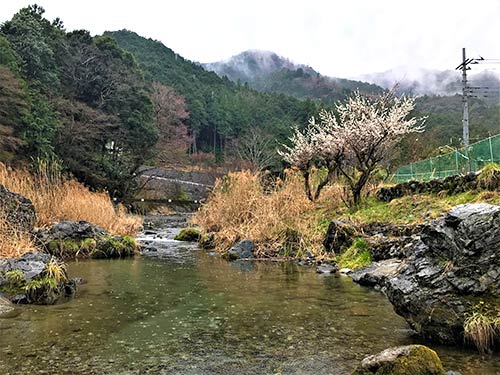雨に煙る山々と渓畔に咲く白梅