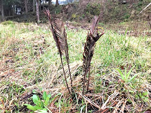 目印は地面に立つコゴミの枯れ葉。この根本から新芽が顔を出す