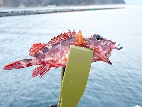 やっとの思いで釣れたカサゴ。感動しかない
