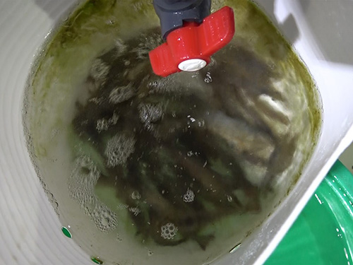 釣り座の前に餌の“活きエビ”が用意