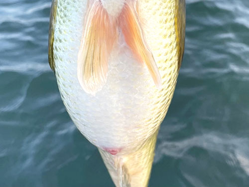 メスの腹は卵でパンパン、釣ったら素早くリリース