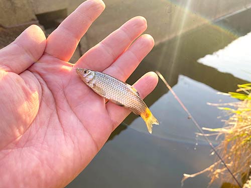 ポイント移動した先でも小物釣りが楽しめた