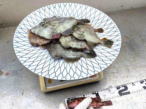検量中のカワハギに小さなカサゴも