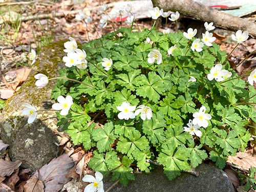 川沿いの多くの植物が春を告げる