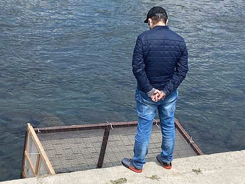 生簀にも多くの放流アユが。アユ釣りシーズンを心待ちにする釣り人がじっと見つめる