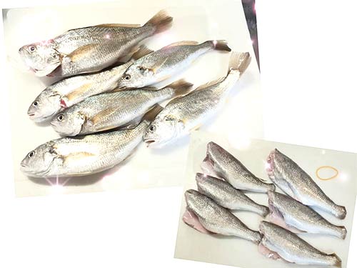 下ごしらえ中のイシモチ