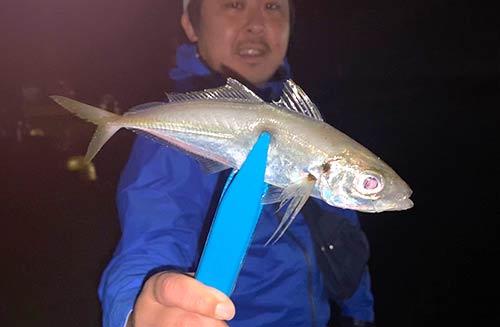実釣当日は15cm前後の小型が多かった