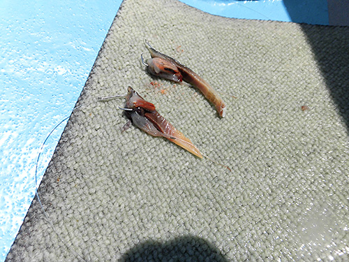 サバとホタルイカの両方をハリに掛ける