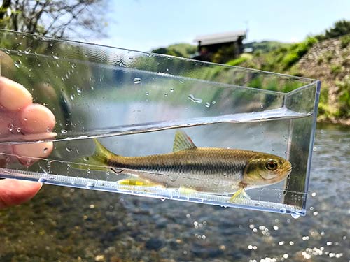 東京都青梅市 入間川の支流 成木川 毛バリでオイカワ釣り 釣りビジョン マガジン 釣りビジョン