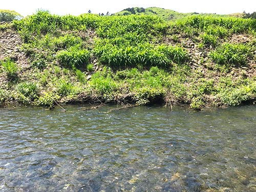 岸寄りがカワムツ、流速のある手前がオイカワポイント