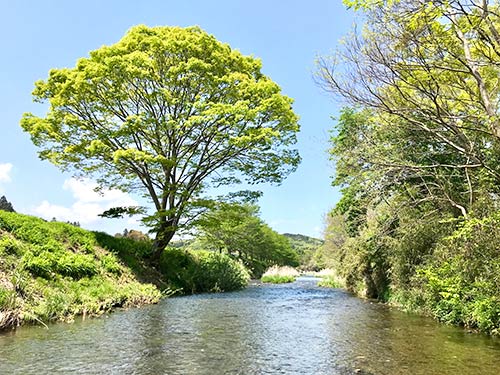 春の光に包まれる成木川のオイカワフィールド
