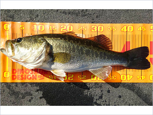 良いコンディションの魚!