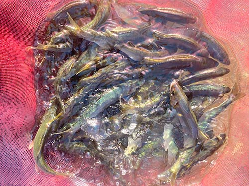 大満足の釣果