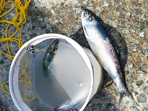 北海道 長万部の大中漁港に ニシン襲来 釣りビジョン マガジン 釣りビジョン