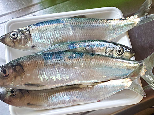 本日の釣果は26cmから30cmを5匹