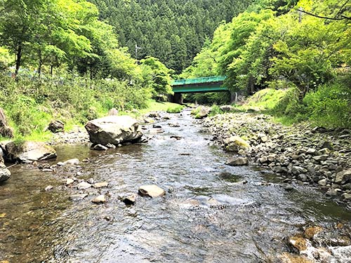 流れは長閑。ヤマメは足元に
