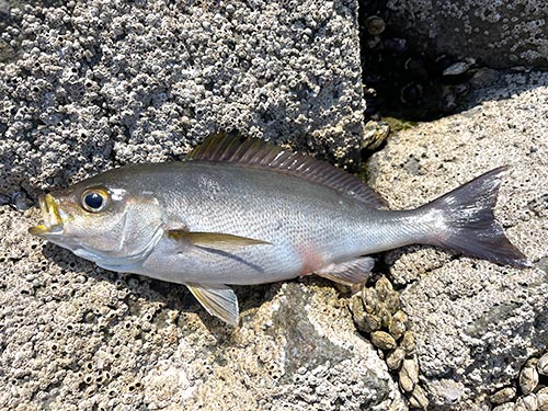 サイズは小さいがイサキも数匹釣れた