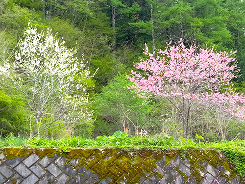 里川は花盛り、ハナモモ