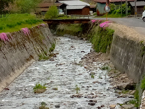 このような場所にも魚はいる