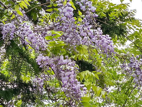 ヤマフジの花。これが有れば毛バリに出る