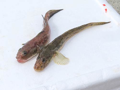 釣れる水深が微妙に違う感じであった