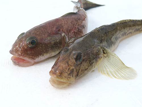 種類の食べ比べも楽しみ