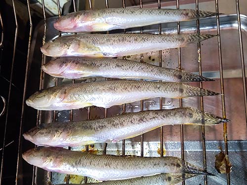 大きい物はお正月用焼き干し