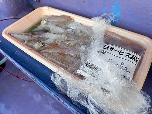 ヒイカはヒラマサの定番特餌(各自用意)