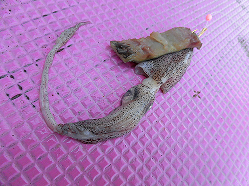 サンマと合わせ掛けにする釣師が多い