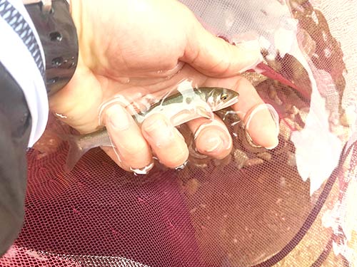 おチビちゃんがポツリ、ポツリと掛かる