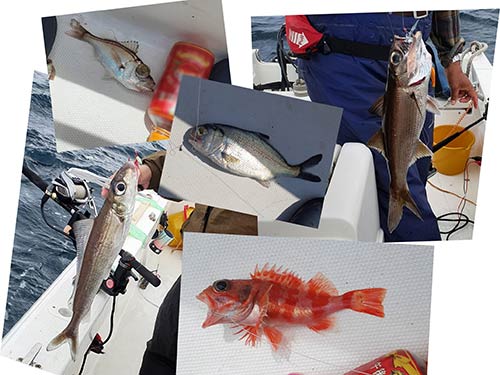 キンメダイ以外の楽しませてくれた魚たち