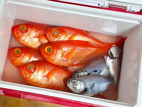 初のキンメダイ