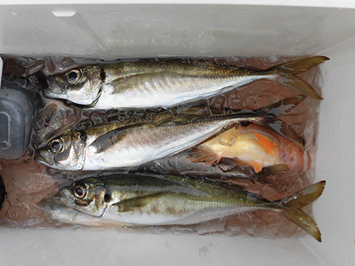 釣れたら早めに血抜きをして海水氷の効いたクーラーへ