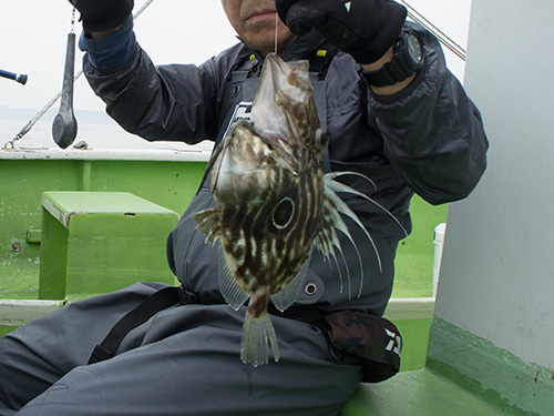 泳がせの常連さんにマトウダイ