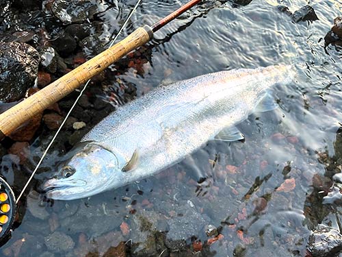 ビワマスとサクラマスの中間種と言われる「ホンマス」。この魚も中禅寺湖でしか釣れない稀少なトラウト