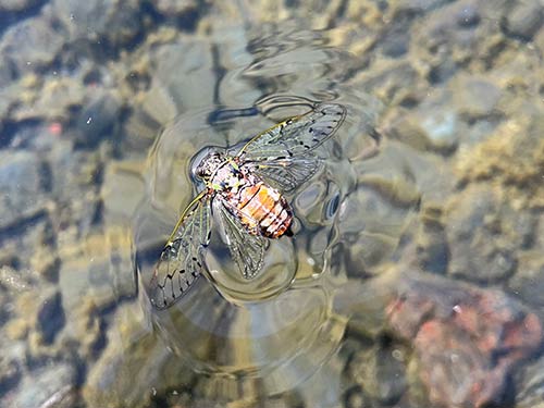 中禅寺湖では5月下旬から鳴きはじめるハルゼミ。この時期はセミパターンの釣りも面白い