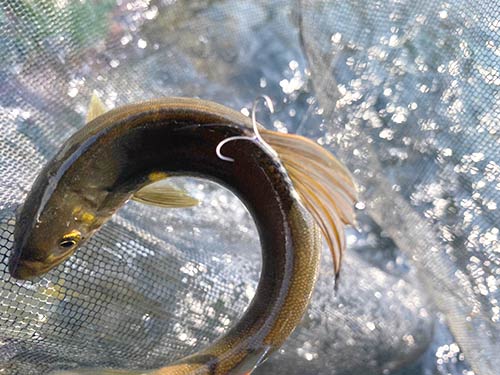 背掛かりのアユは、特に強い引きで楽しませてくれる