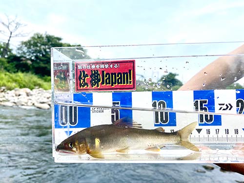 14~16cmのアユが多く釣れた