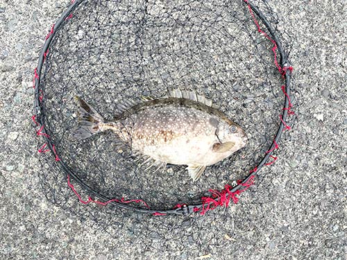 嫌われ者だが扱いに注意すれば最高の魚アイゴ