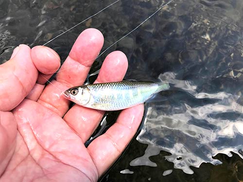 小さくても清流のファイター