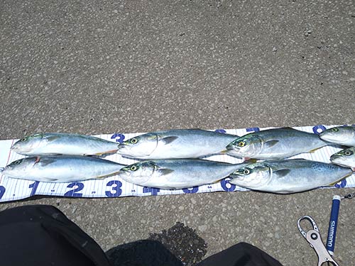 この日の釣果その2:60cmを超えるサイズが出なくて残念!
