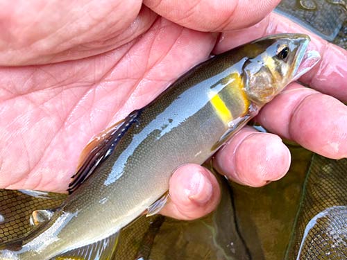 すっ飛んで来てはハリを引ったくる力強いアユが多く釣れた