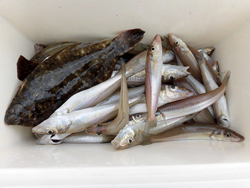 「天ぷら、刺身、カレイは煮付けかな!」