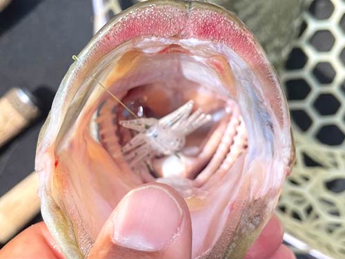 虫系ルアーでサイズアップ成功