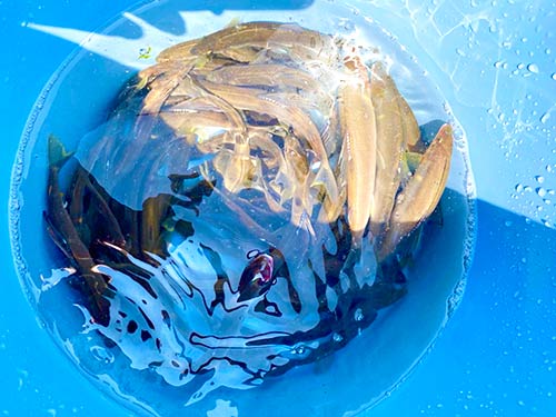 昼までの釣果に大満足!
