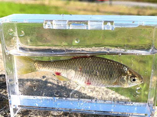 寄生虫に罹ったヤリタナゴ