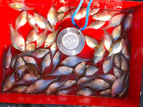 2時間の釣果