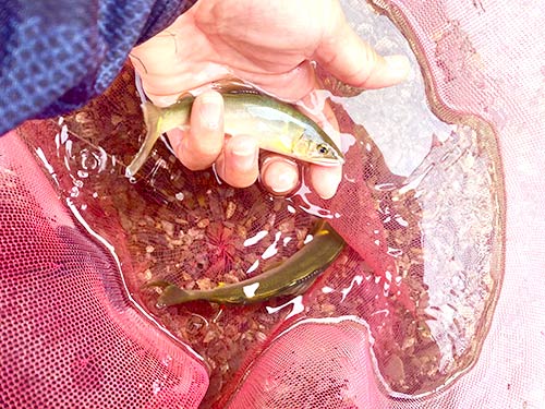 秋川アユは香り豊かで味も素晴らしい