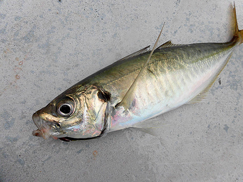 この釣りで上がるマアジは総じて型が良い