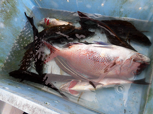 初夏の旬魚で魚桶は賑やか